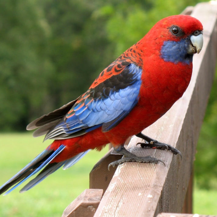 Count your Backyard Birds